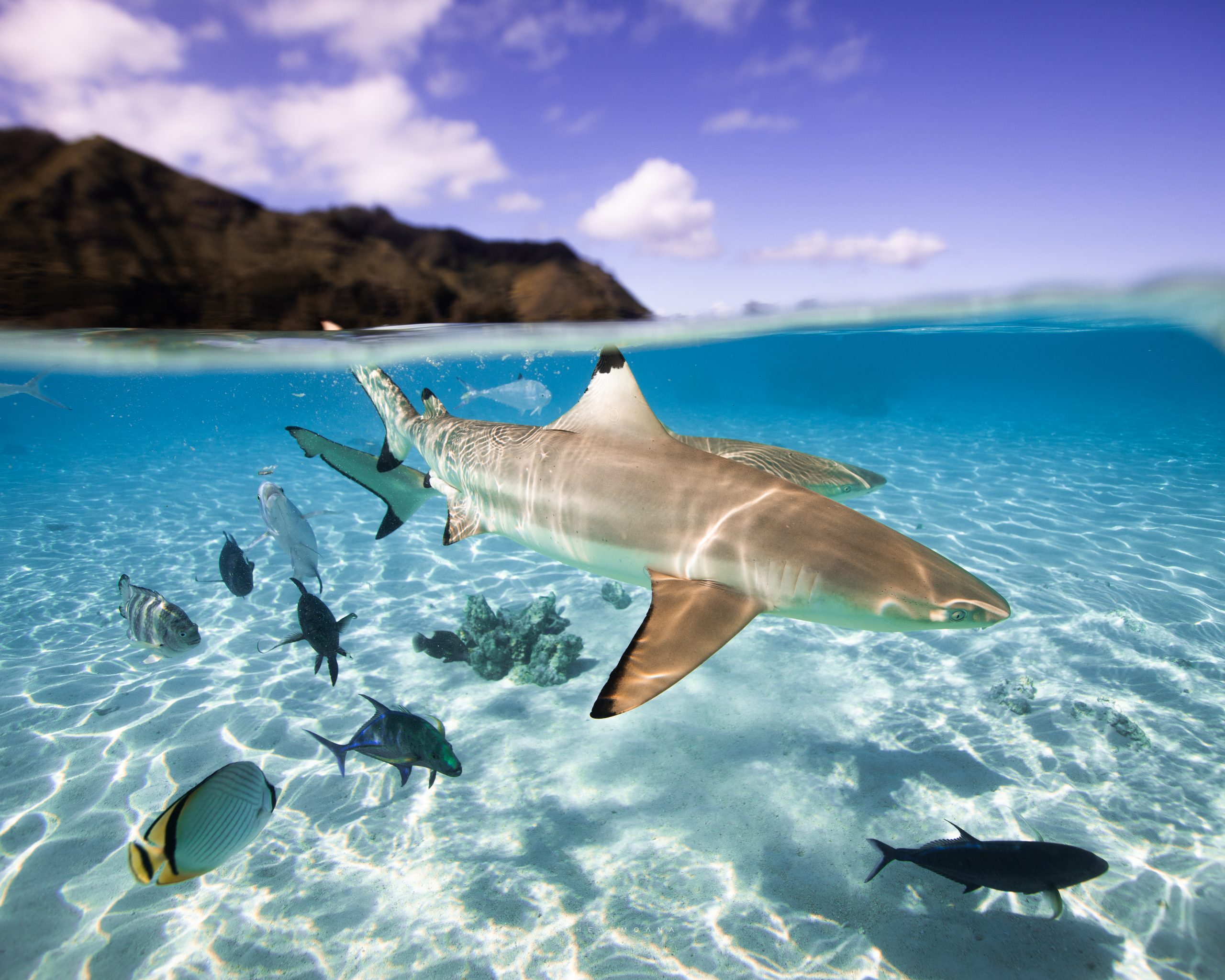 Requin pointe noire et poissons tropicaux